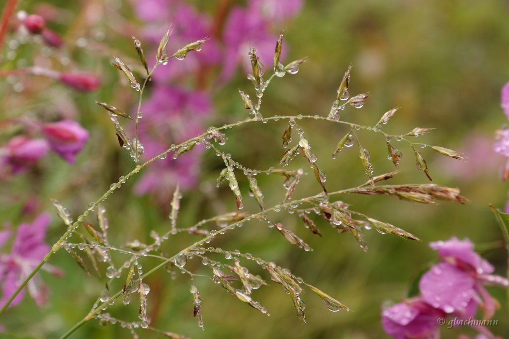 20090803_017_raw